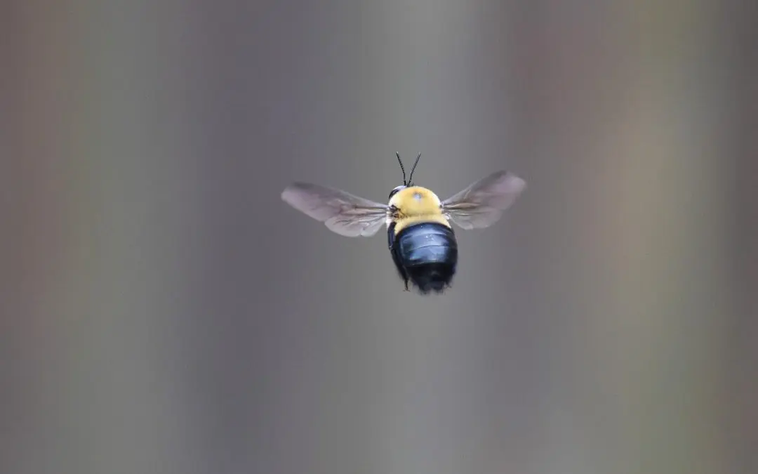 remove carpenter bees