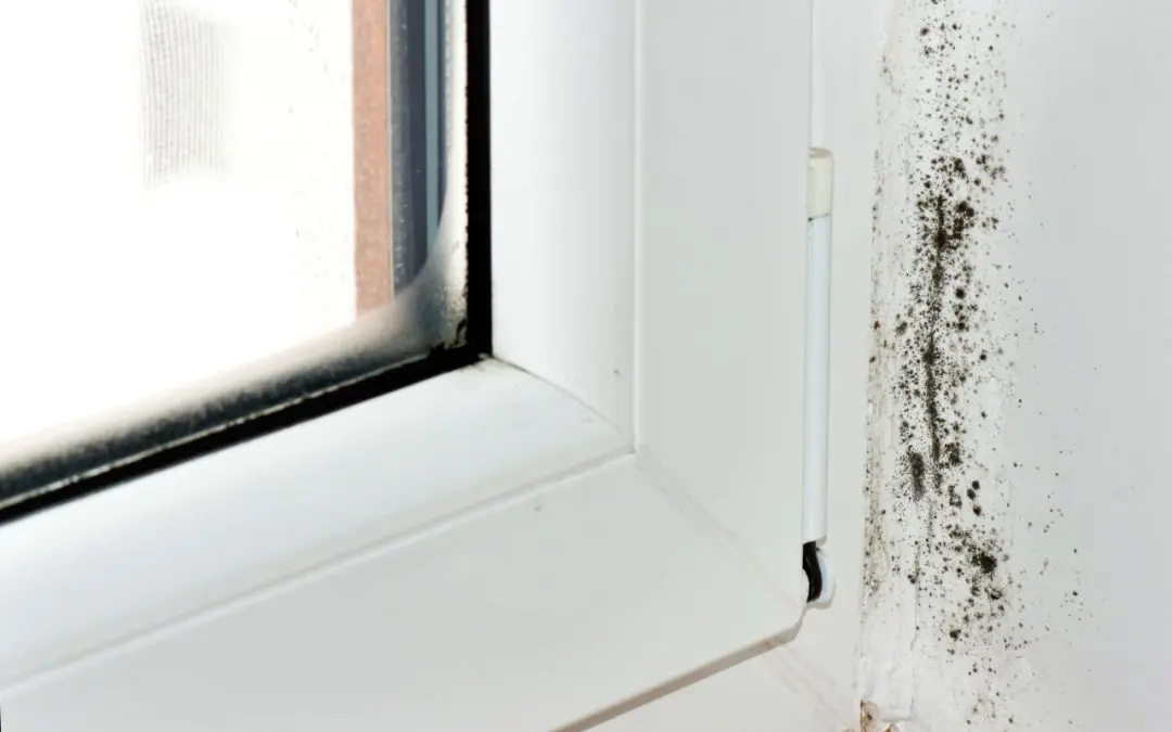 Signs of Mold Growth