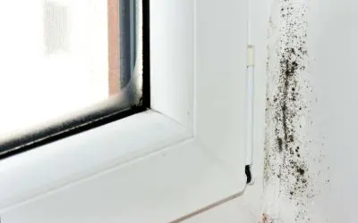 Mold Growth Warning Signs Every Homeowner Should Know